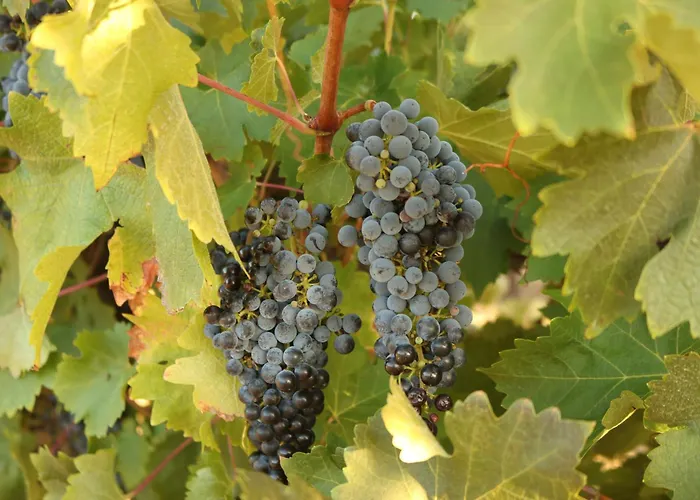 Linger Longer Vineyard