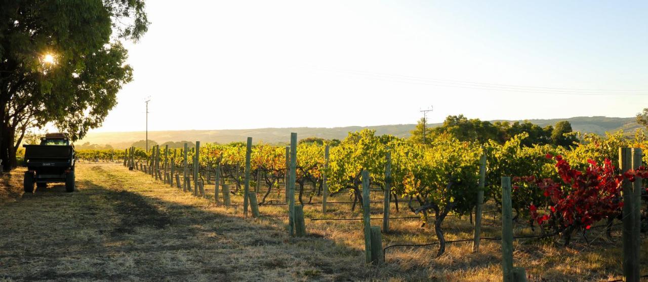 Linger Longer Vineyard * Willunga