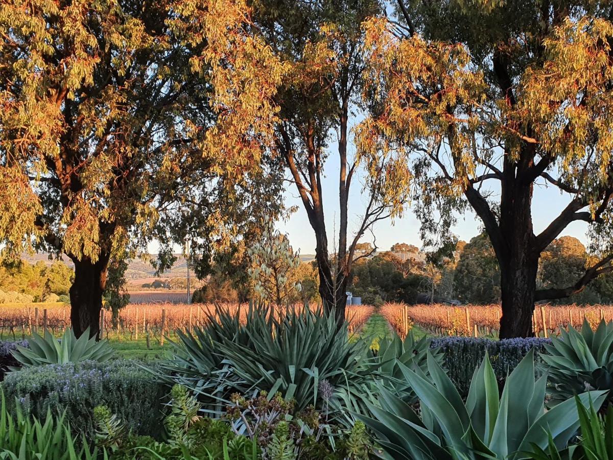 Linger Longer Vineyard Willunga