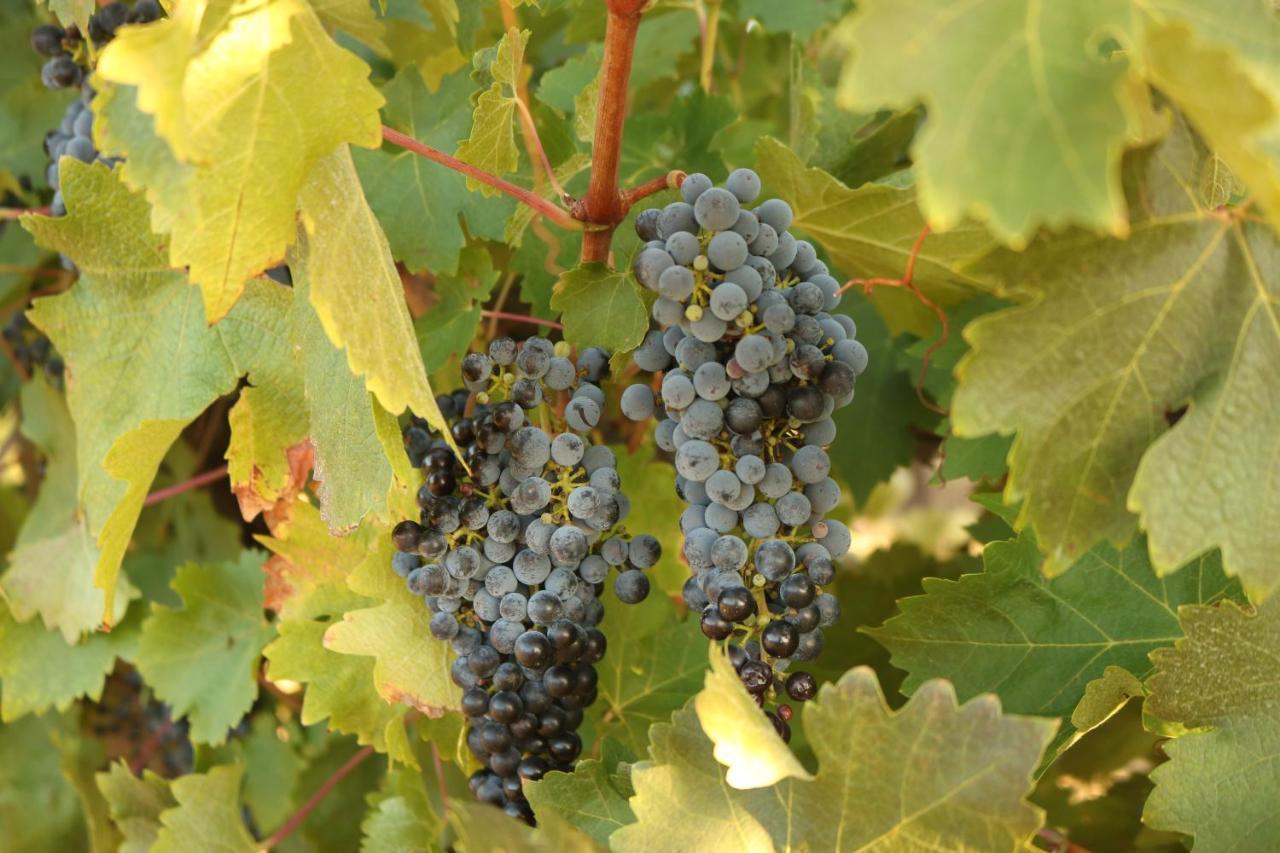 Apartment Linger Longer Vineyard Willunga